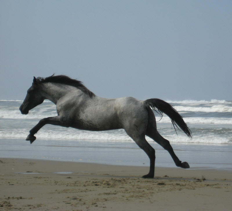 Pictures Of Horses On The Beach. McCurdy Plantation Horse